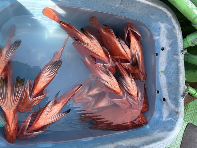 チカメキントキ
