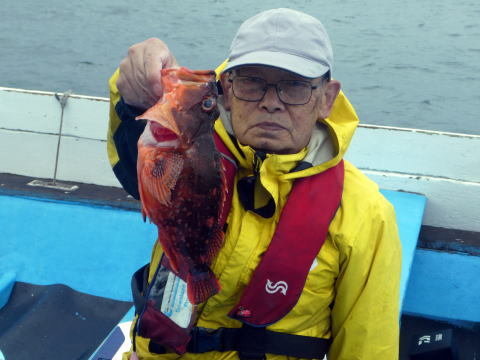 カサゴ