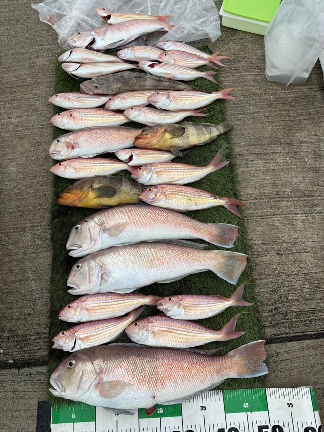 シロアマダイ