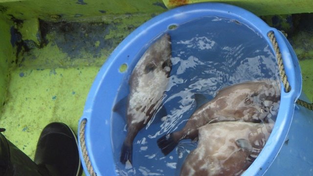 ウマヅラハギ