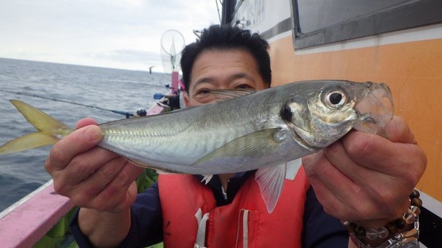 アジ(マアジ)