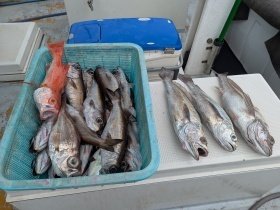 クロムツ・アカムツ・シロムツ(オオメハタ)・メイゴ(クログチ)