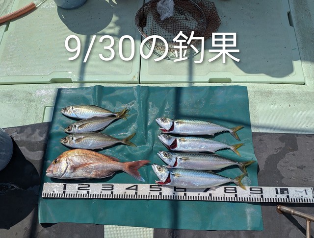 マダイ・マアジ・マサバ