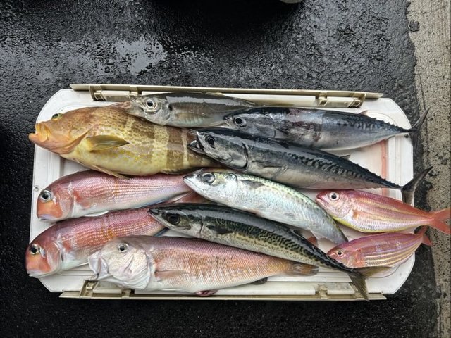 アオハタ・アジ(マアジ)・アカアマダイ・シロアマダイ・イトヨリ(イトヨリダイ)・ソーダガツオ(ヒラソウダ)