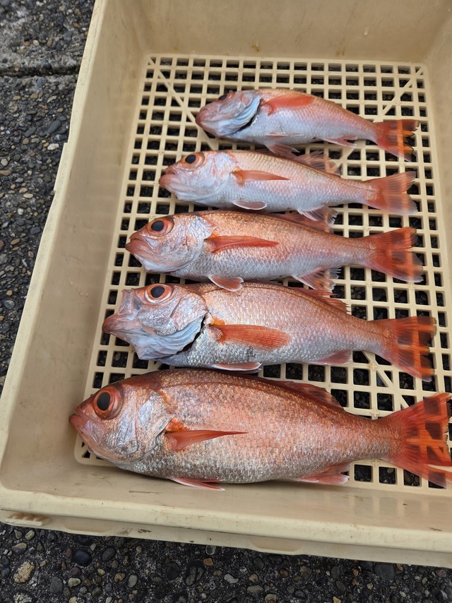 アカムツ