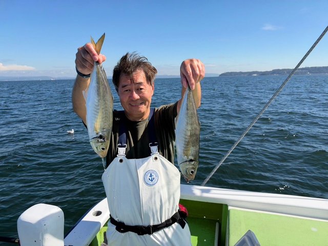 アジ(マアジ)