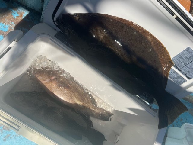 オオモンハタ・ヒラメ