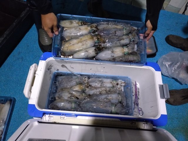 アオリイカ
