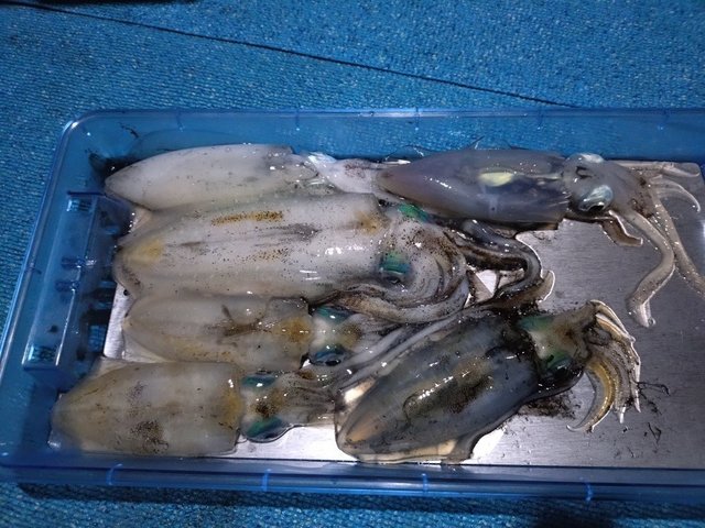 アオリイカ