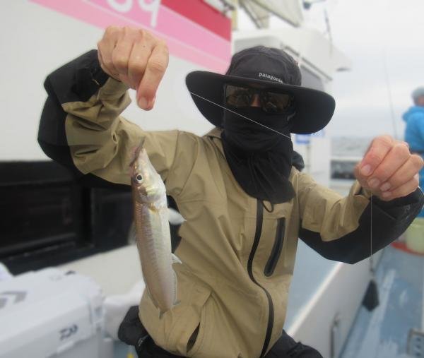 シロギス