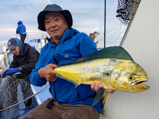 シイラ