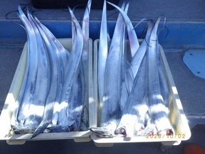 タチウオ