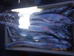 タチウオ