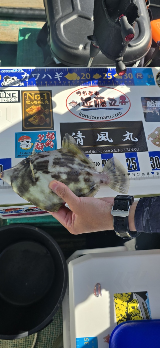 カワハギ