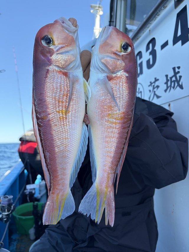 アマダイ(アカアマダイ)