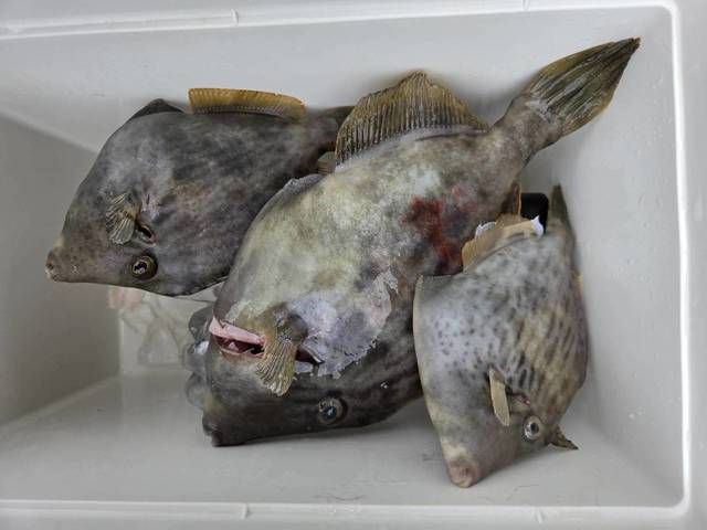 カワハギ