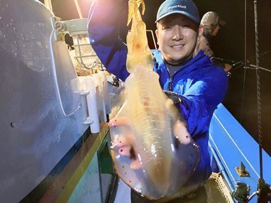 アオリイカ