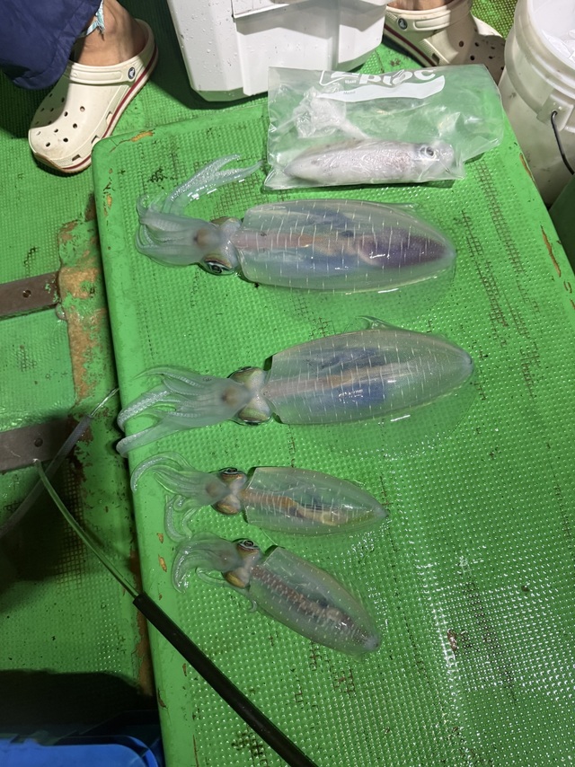 アオリイカ