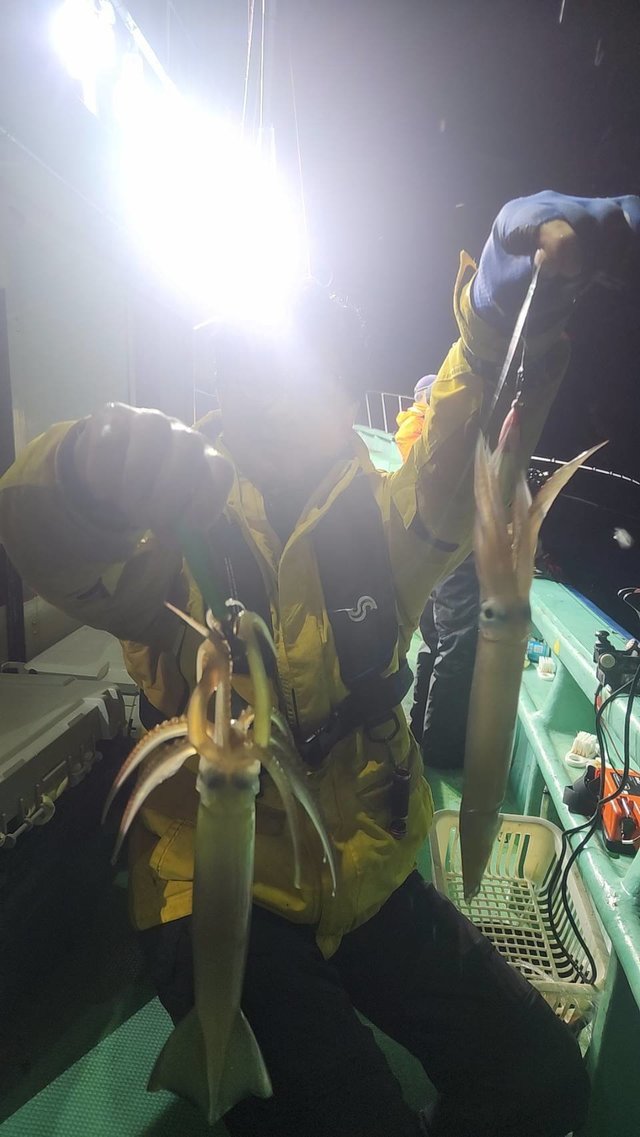 スルメイカ