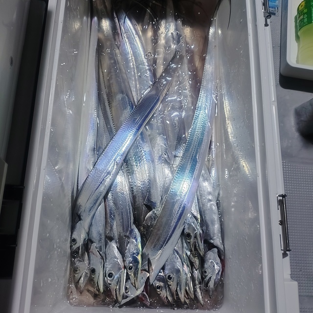 タチウオ