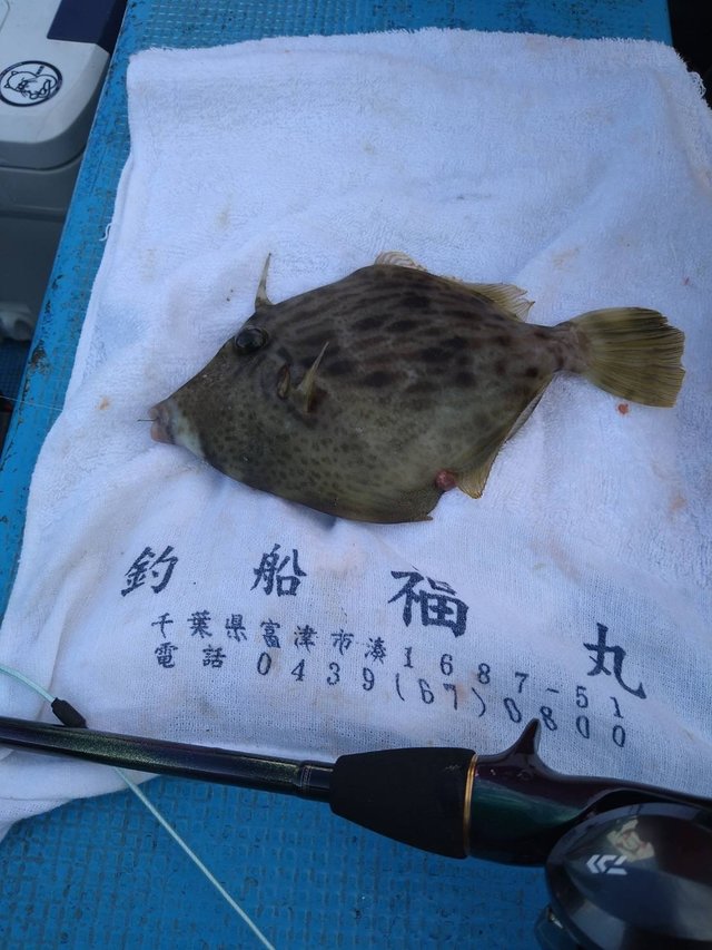 カワハギ