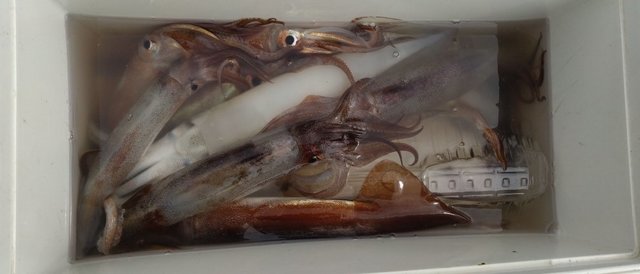 スルメイカ