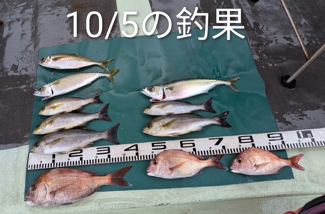 マダイ・マアジ・イサギ(イサキ)・マサバ