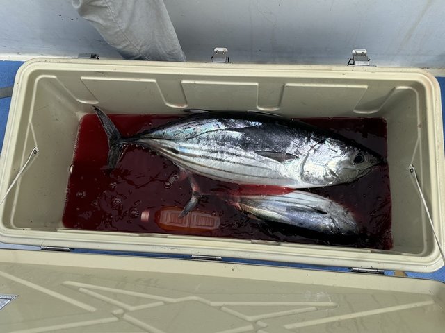 カツオ