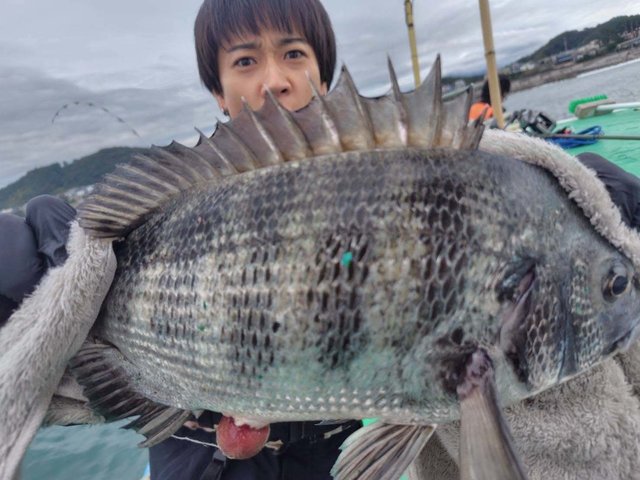 クロダイ