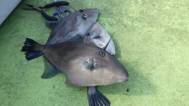 ウマヅラハギ