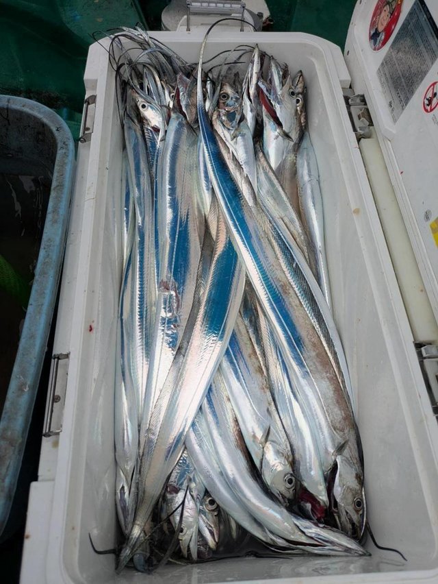 タチウオ