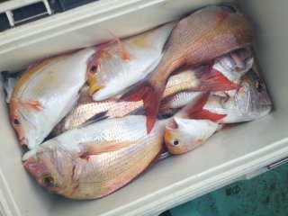 マダイ