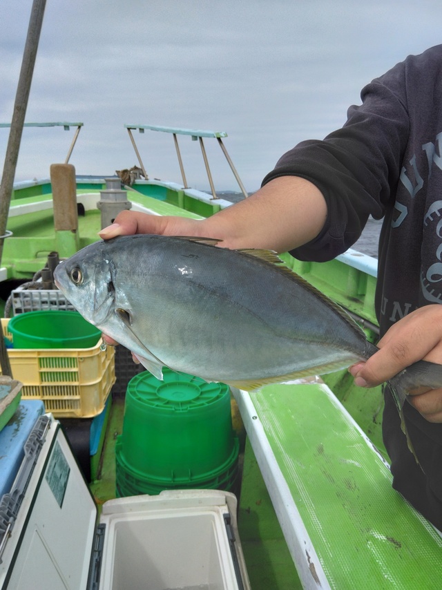 シマアジ