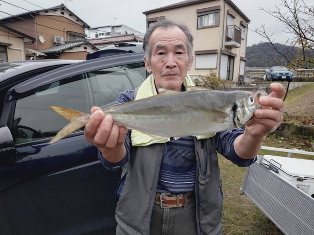 アジ(マアジ)