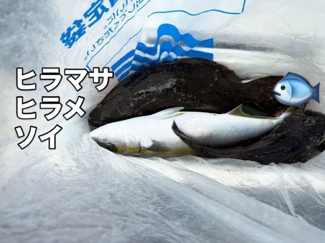 ヒラマサ・ソイ(クロソイ)・ヒラメ