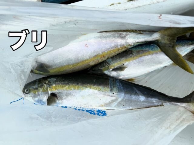 ブリ