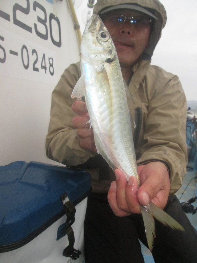 アジ(マアジ)