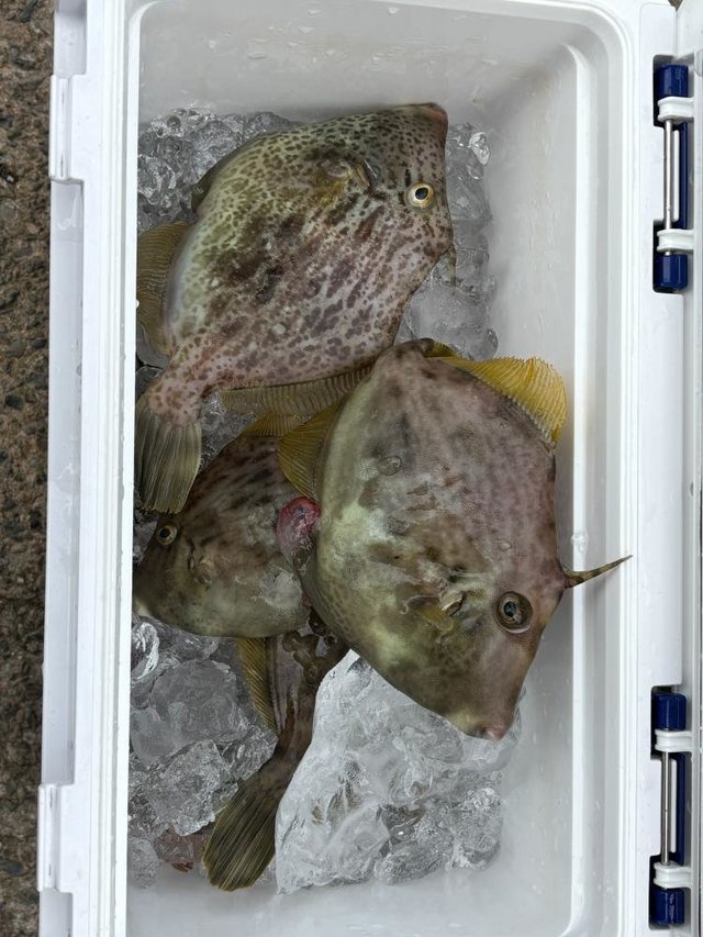 カワハギ