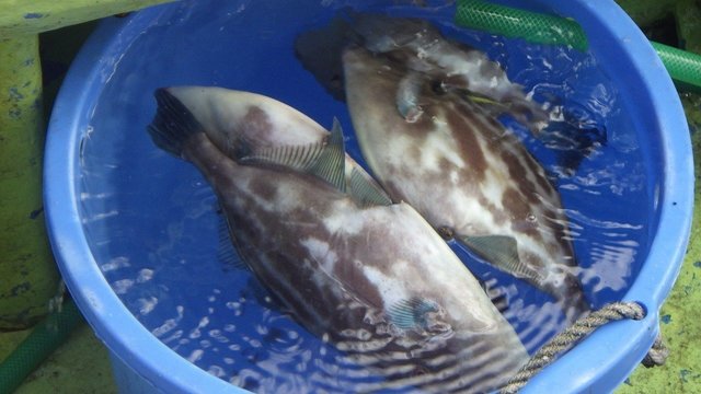 ウマヅラハギ