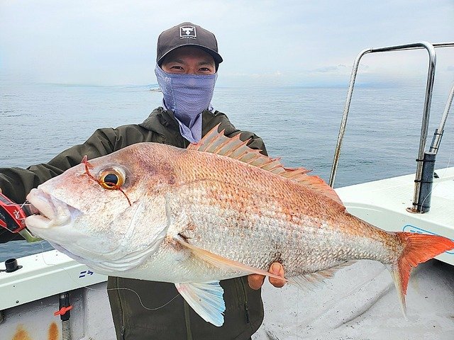 マダイ