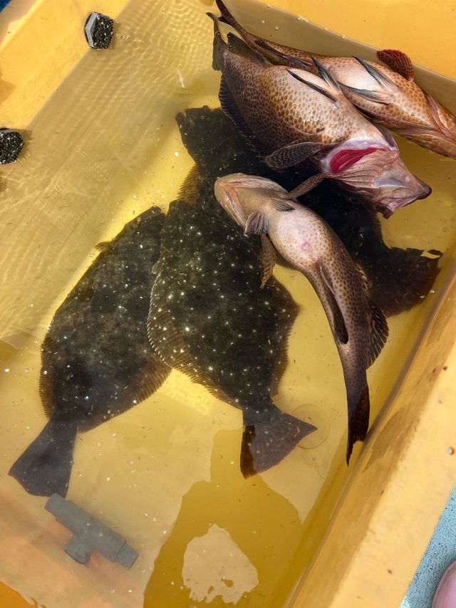オオモンハタ・ヒラメ
