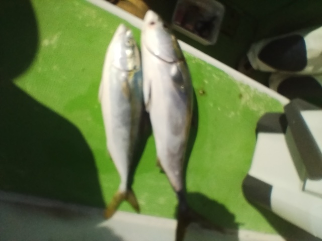 シマアジ