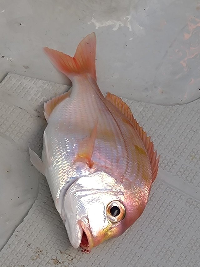 マダイ