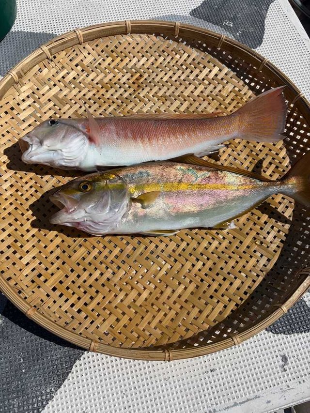 カンパチ・シロアマダイ
