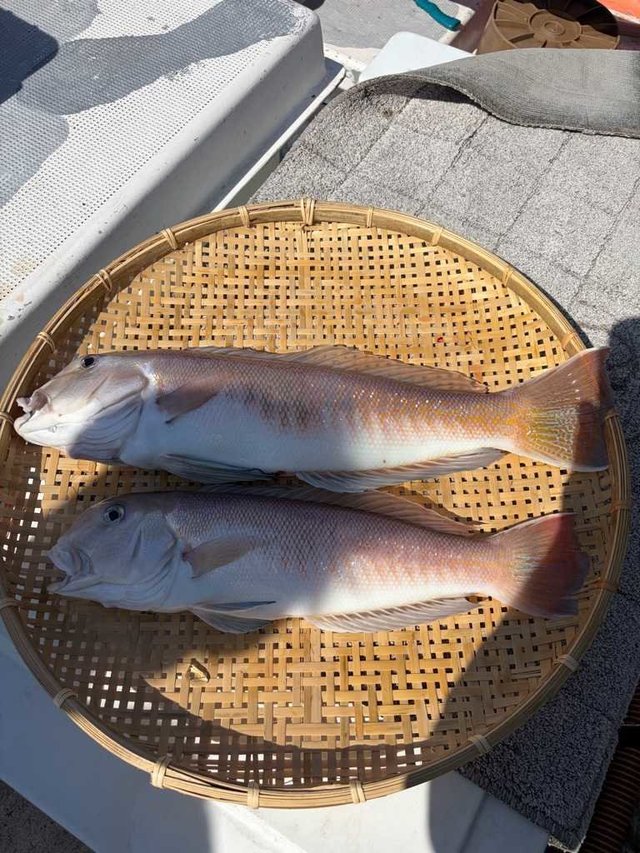 シロアマダイ