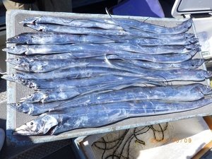 タチウオ
