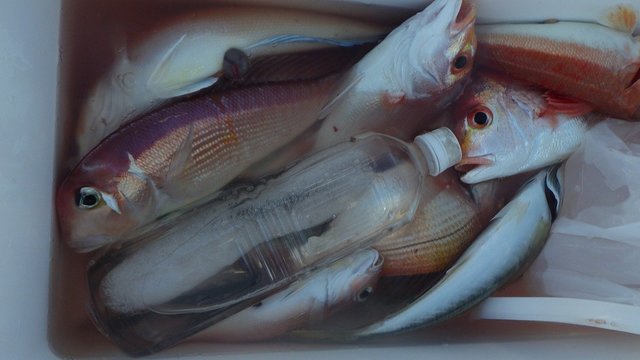 レンコダイ(キダイ)・アマダイ(アカアマダイ)・サバ(ゴマサバ)
