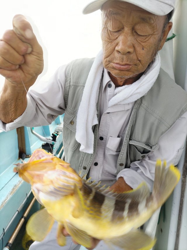 アオハタ