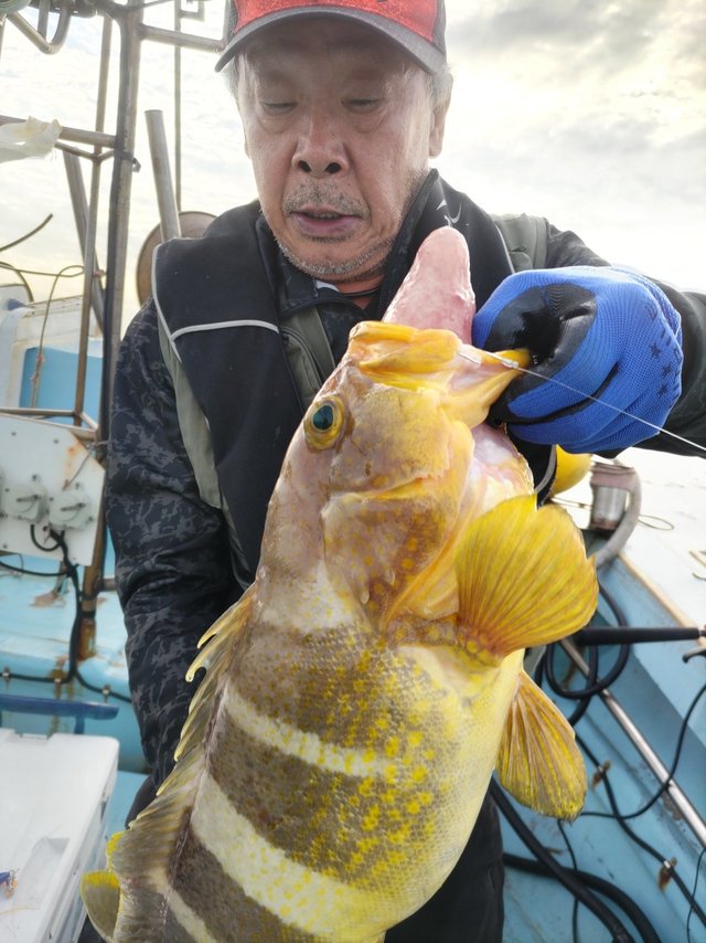 アオハタ