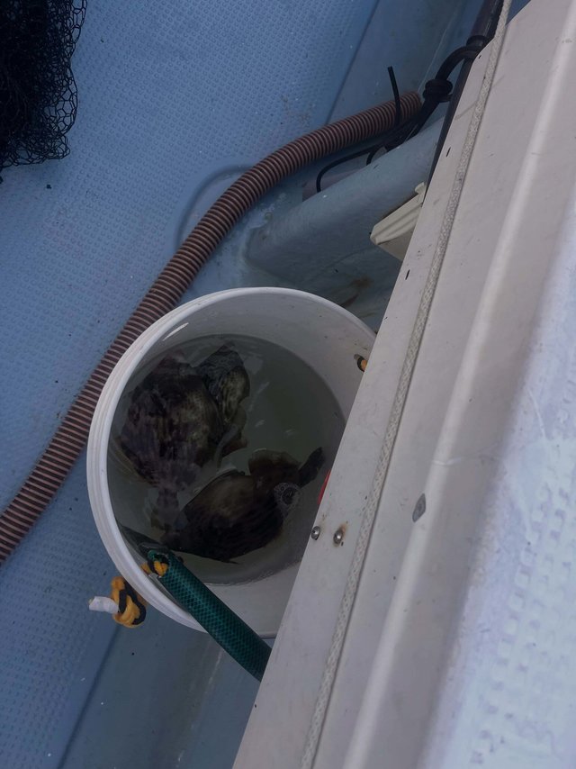 カワハギ